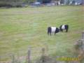 videos de irlandavideo2.wmv