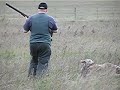 weimaraner quail hunting (training a pup )
