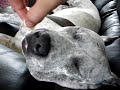 pit bull Sharky snoring pit bull Sharky snoring