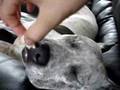 pit bull Sharky snoring
