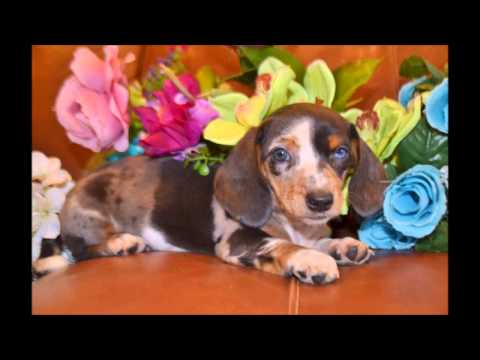 Buttercup Female Chocolate Dapple Mini-Dachshund Puppy for sale