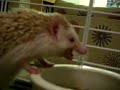 Brutus Eating