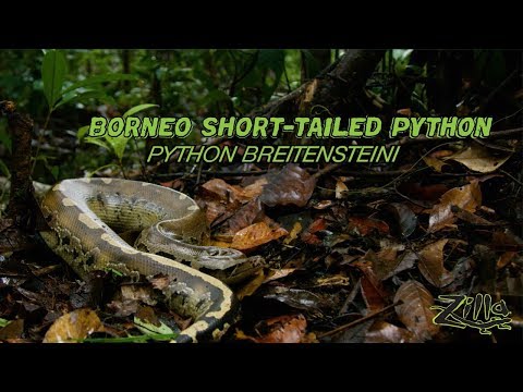YouTube reptile video