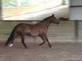 Heroina MAC   Revised Bay PRE Andalusian Mare for Sale