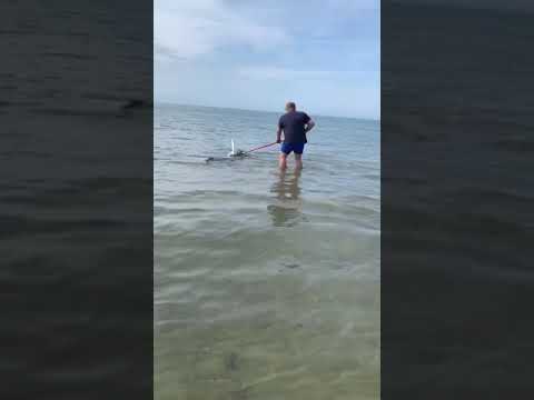 Verdesca semispiaggiata aiutata a riprendere il mare