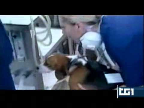 Vedi il video