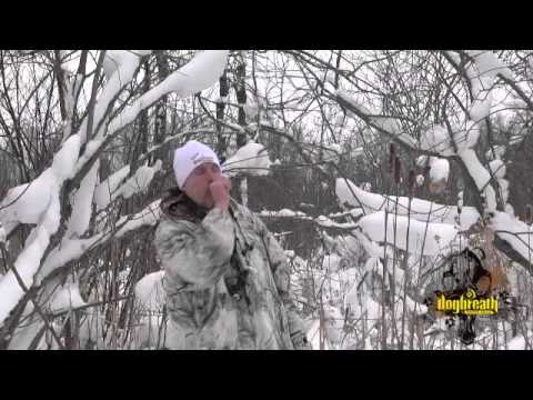 how to locate coyotes