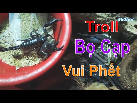 Chọc Bọ Cạp Và Cái Kết