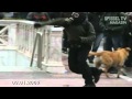 Der Krawall-Hund von Athen