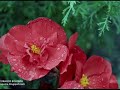 Andra - cand plang tu simti