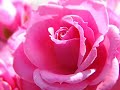 Andra-cand-plang-tu-