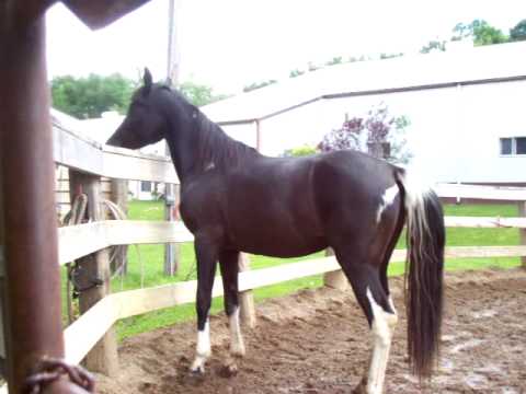 MY PINTO HORSE DIED 10-5-07