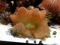 Carpet anemone Carpet anemone