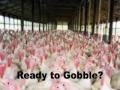 2009TurkeyContestants.mov