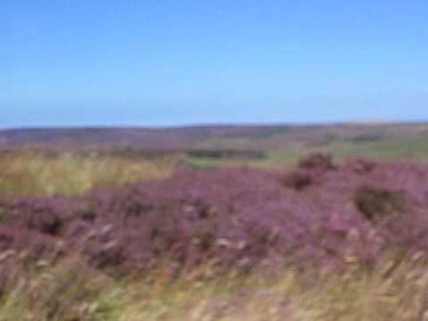 whirling past the heather