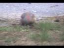 Northern Flicker eating ants Northern Flicker eating ants