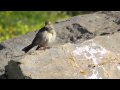 Pipit spioncelle - Anthus spinoletta