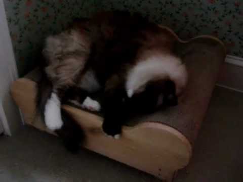 0 Brawny Cat Big Baby Jr.   Floppycats.com Review