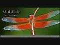 videos de photograhy by naomi.wmv