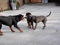 Rottweiler vs irishstaff tug of war