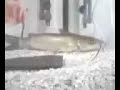 16\" channel catfish 16\" channel catfish