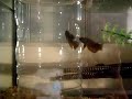betta smaragdina de N�me