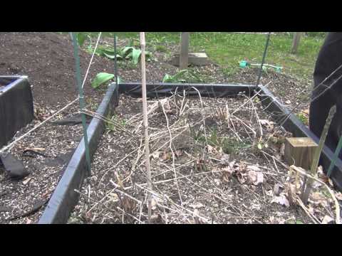 how to harvest asparagus video