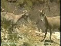 Big Horn Sheep