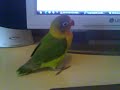 Pichi sorprendido viendo video de Pichy xD Pichi sorprendido viendo video de Pichy xD