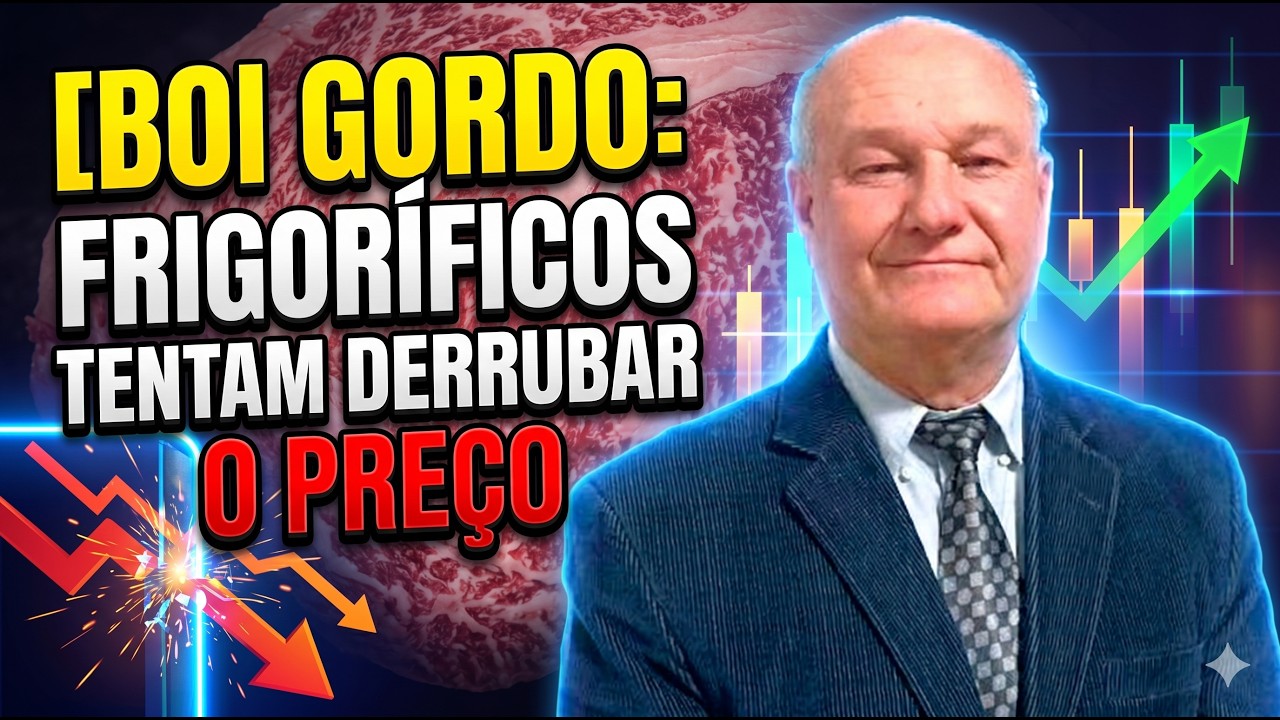 Boi gordo resiste: Frigoríficos tentam derrubar o preço, mas arroba segue firme.