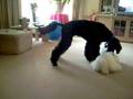 videos de The Dog Vs Stuffed Toy 1.