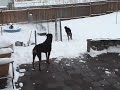 Athena Tessa chase in snow Bastian tries