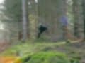 Trollet i skogen
