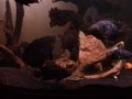 Tank of American Ciclid