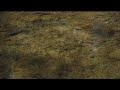 psychedelic nature film Holographic Landscapes : Mov. 1
