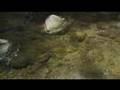 psychedelic nature film Holographic Landscapes : Mov. 1