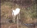 White Deer! in Oklahoma!