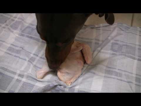Doberman Pinser