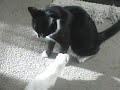 cat-vs-ferret.html