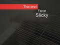 Cat vs. Ferret