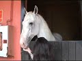 Curso Veterinario sobre Espectaculos Taurinos