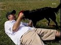 wdr tier suchen ein zuhause 2 wdr tier suchen ein zuhause 2