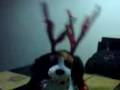 videos de jingle bell