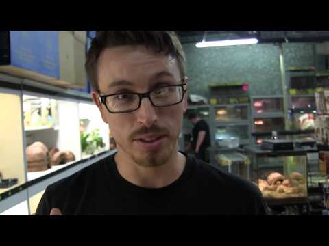 YouTube reptile video