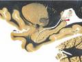 Neuroanatomy: Sagittal Slice @ Hippocampus