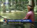 WISATA HUTAN LINDUNG