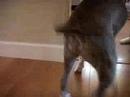 shake-ya-ass-mystikal-music-video-bennybs-crazy-nerd-e.html