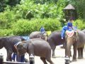 thai elephant show