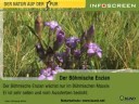 Böhmischer Enzian (Gentianella bohemica)