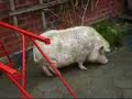 Miss Schiphorst- Lily the Beauty Schwein?